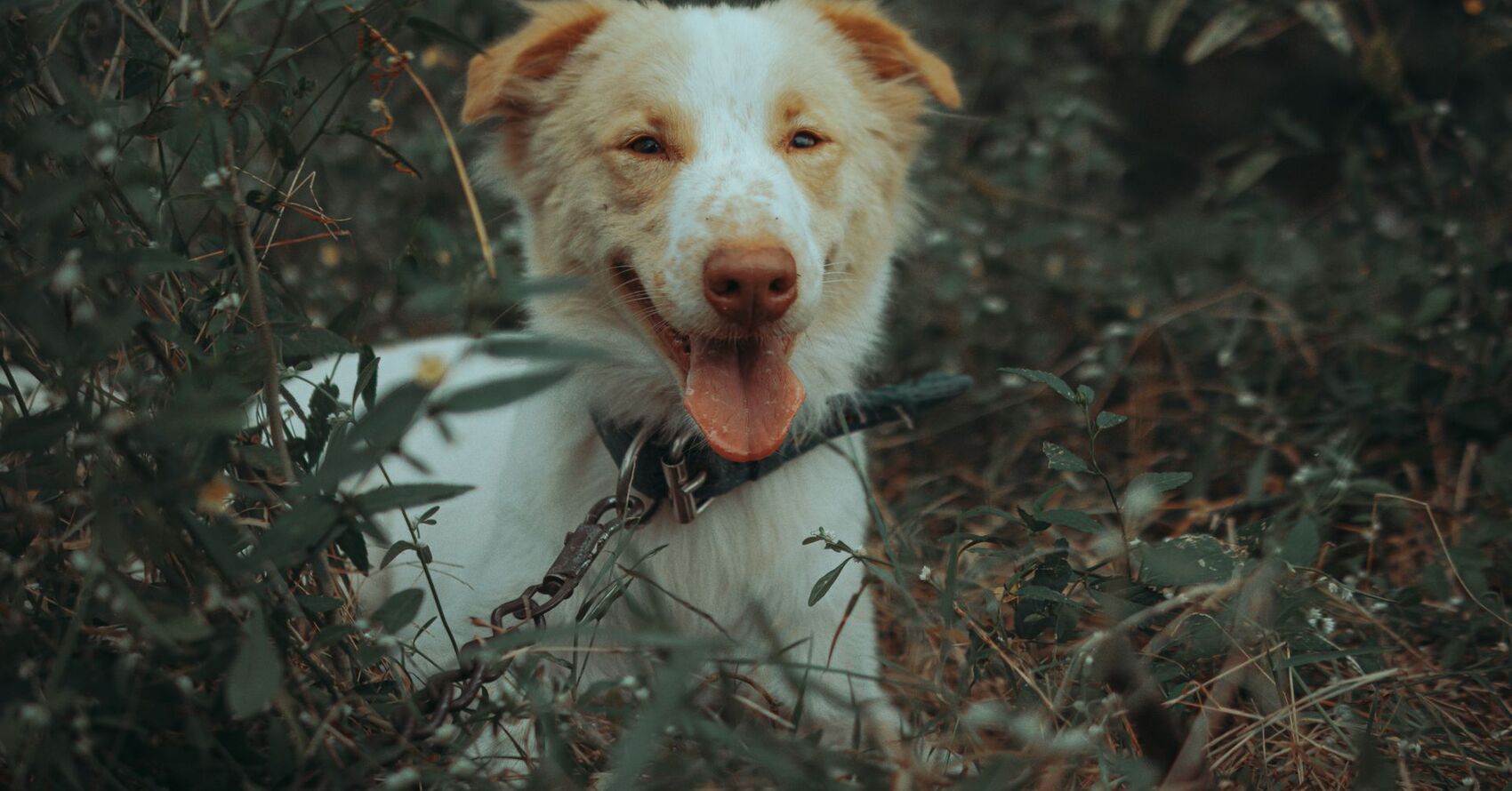 Dog Addiction Photo Contest